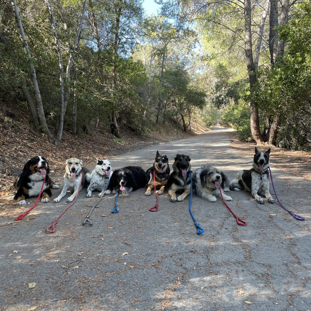 Trusted And Adventurous Dog Walking Services | Dog Over Breed - DOG ...