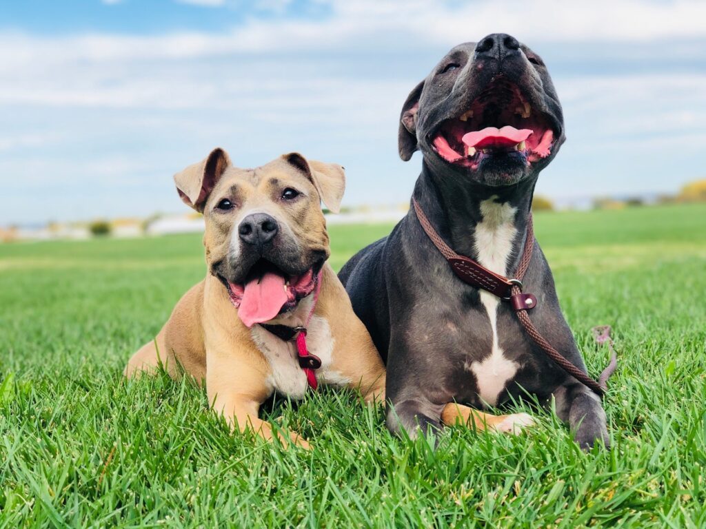 Two dogs relaxing on grass after a training session