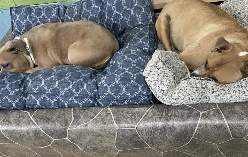 Two dogs resting on beds in their boarding space