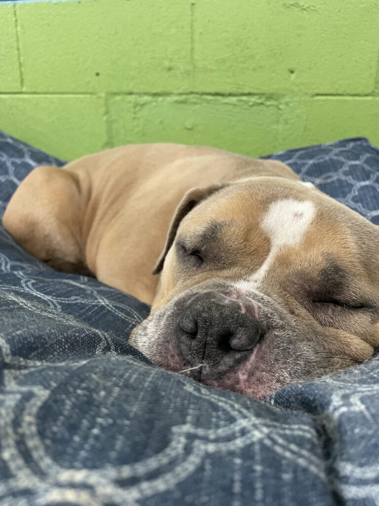Bulldog asleep on a boarding bed