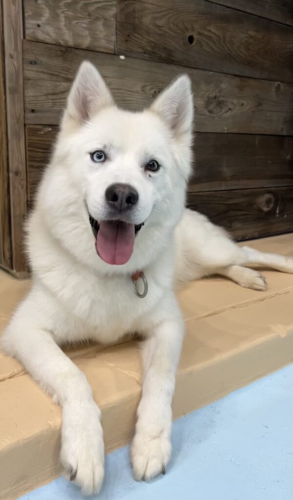 Husky relaxing at the Dog Over Breed facility