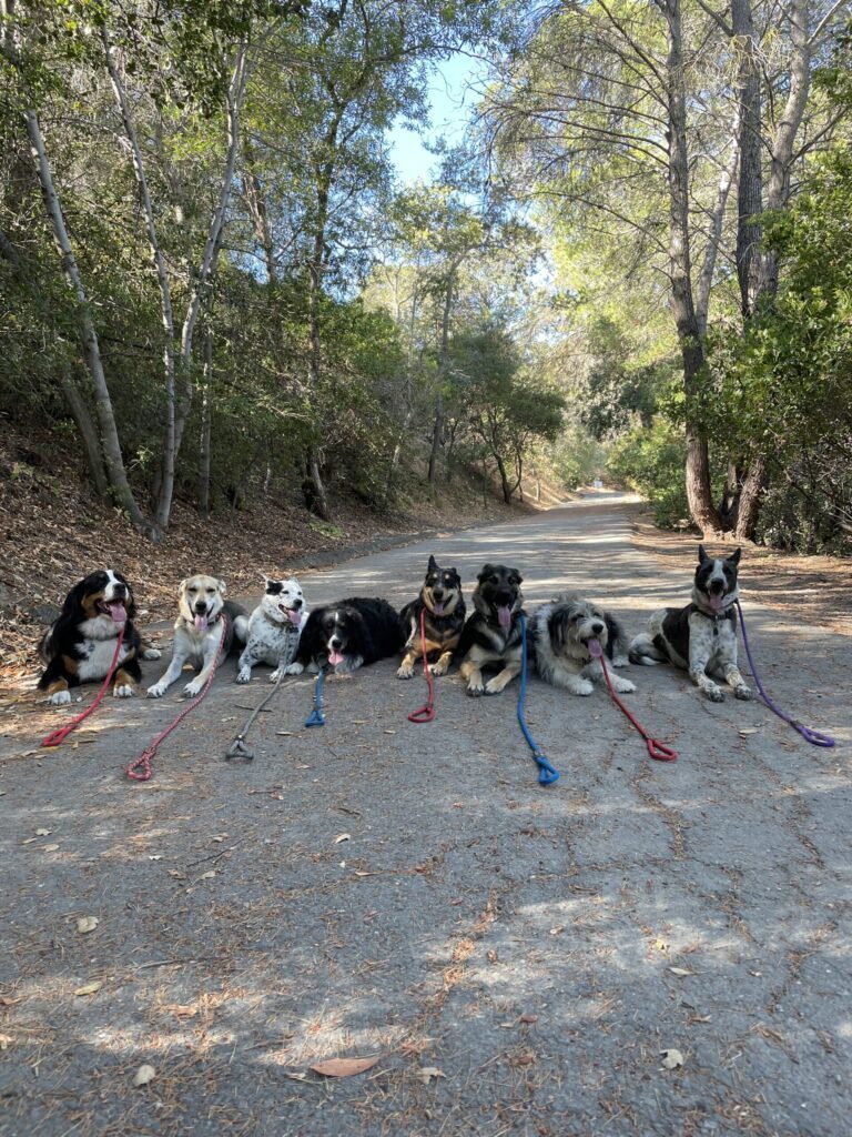 Pack of dogs on a shaded East Bay trail