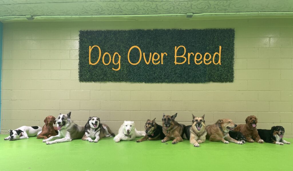 Dogs lined up under the Dog Over Breed sign
