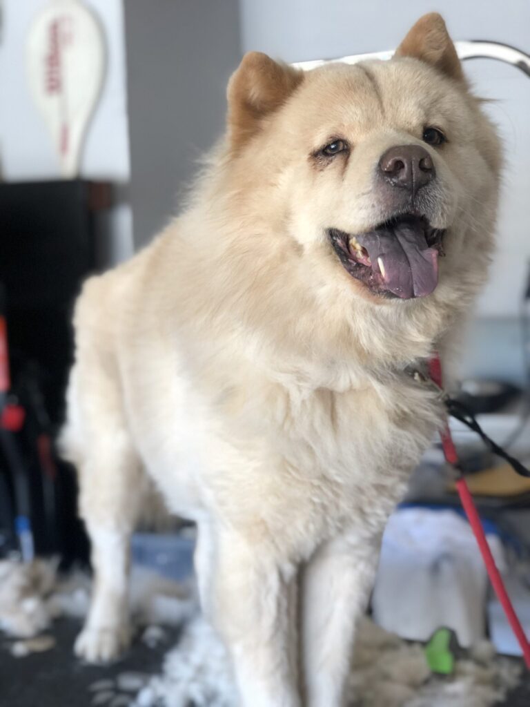 Chow chow after a haircut