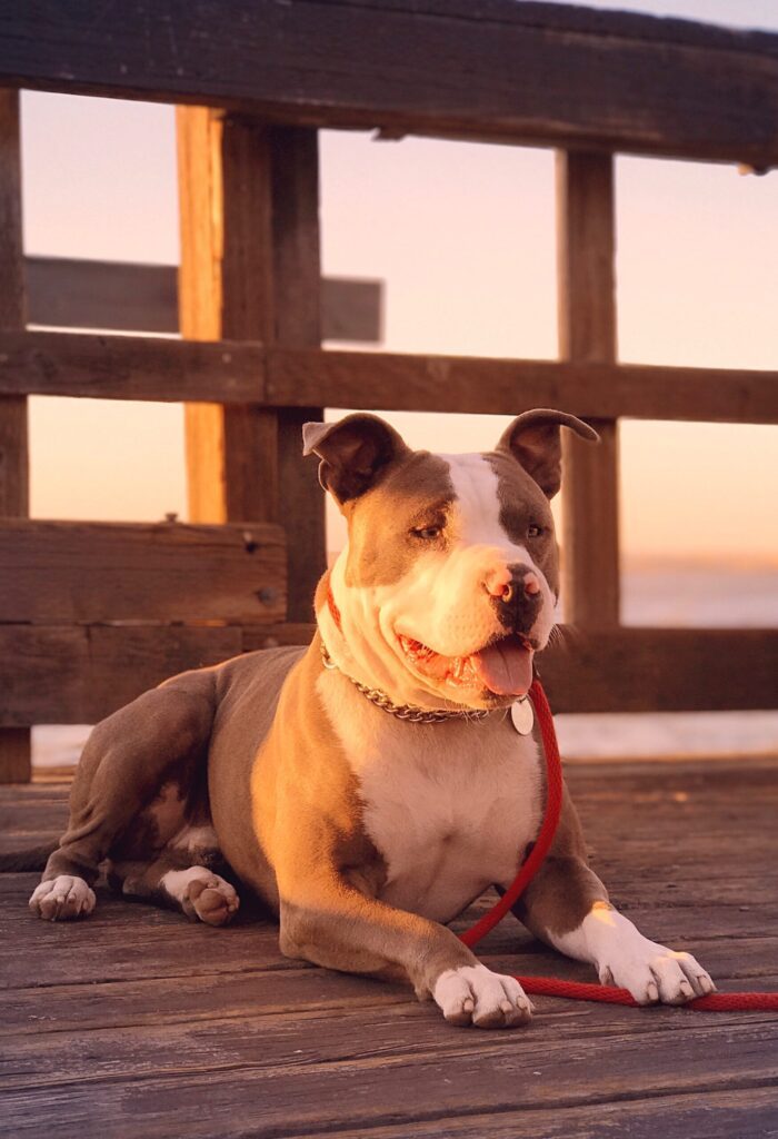 Pit bull resting on a wooden deck at sunset
