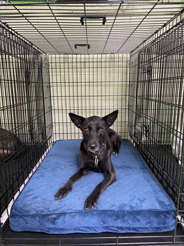 Dog resting in a home-style crate
