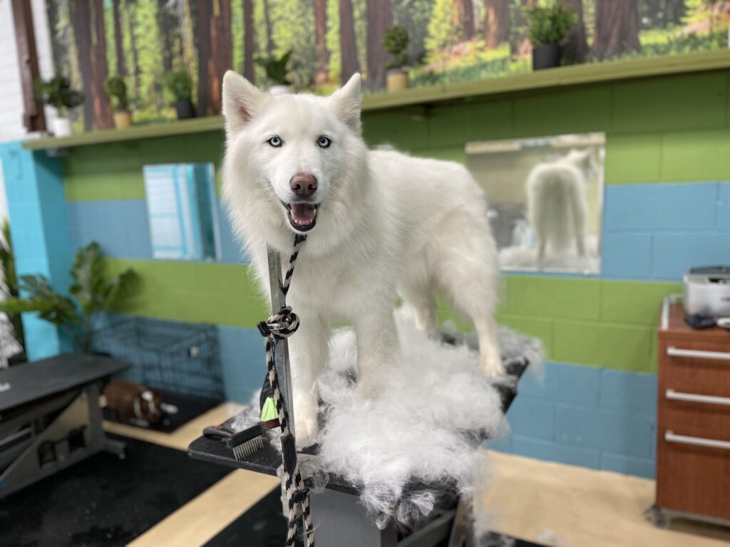 White husky after grooming