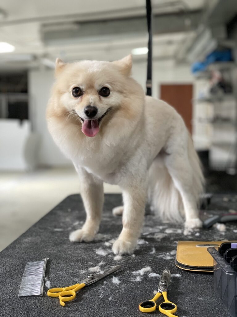 Freshly groomed Pomeranian on the grooming table