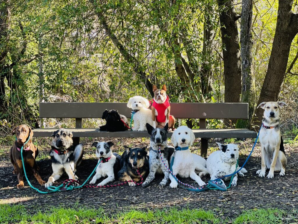 Dogs resting together on a bench during a pack walk