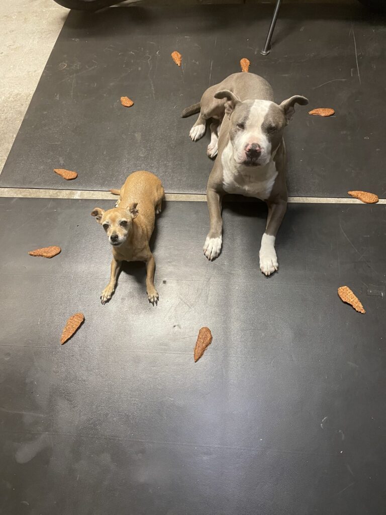 Two dogs sitting calmly during a training session