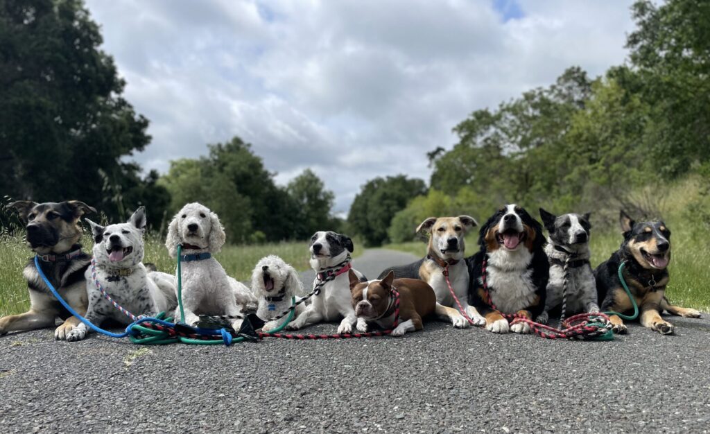 Pack of dogs on a trail walk