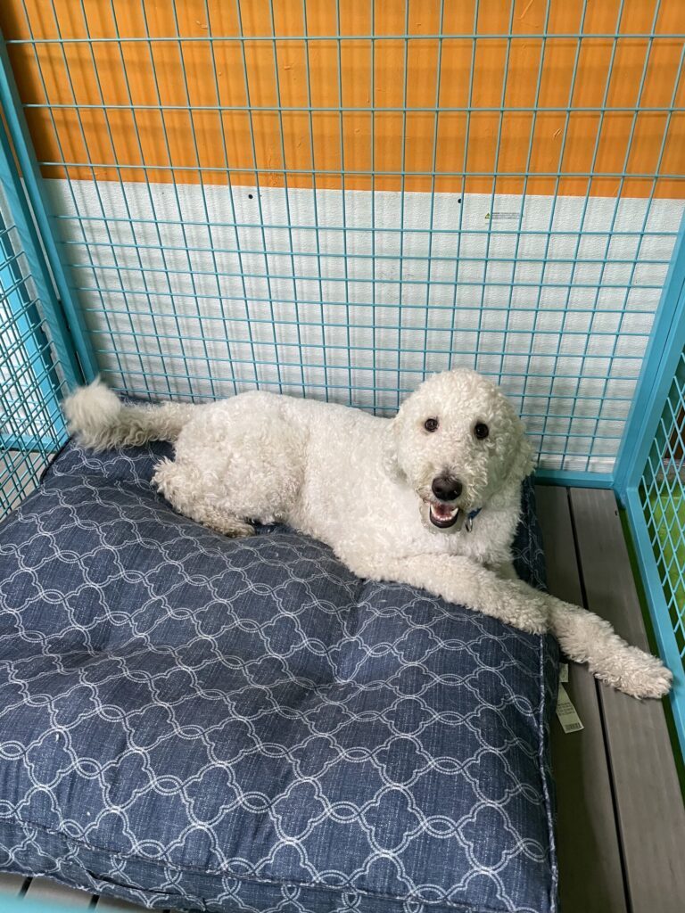 Doodle resting in a private boarding space