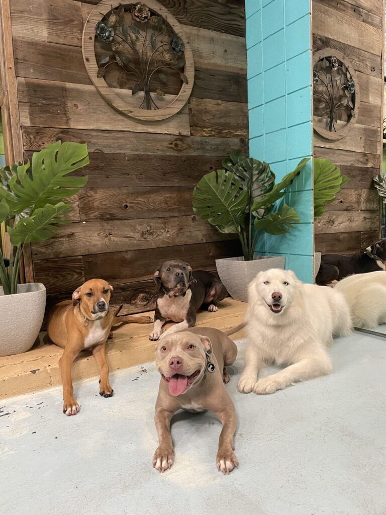 Dogs lounging in the daycare room