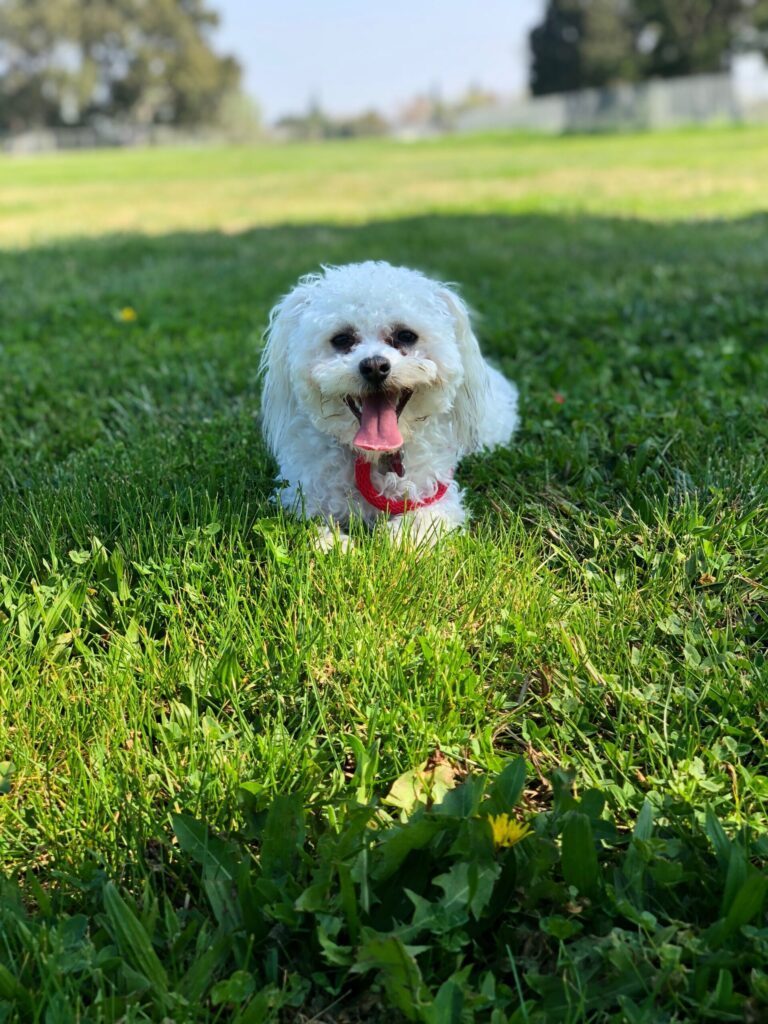 Happy Maltese sitting in the grass
